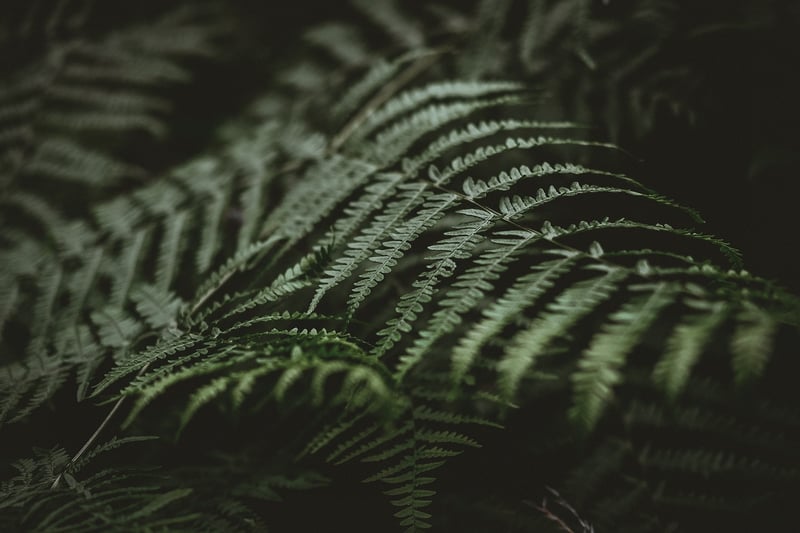 Indoor Plant